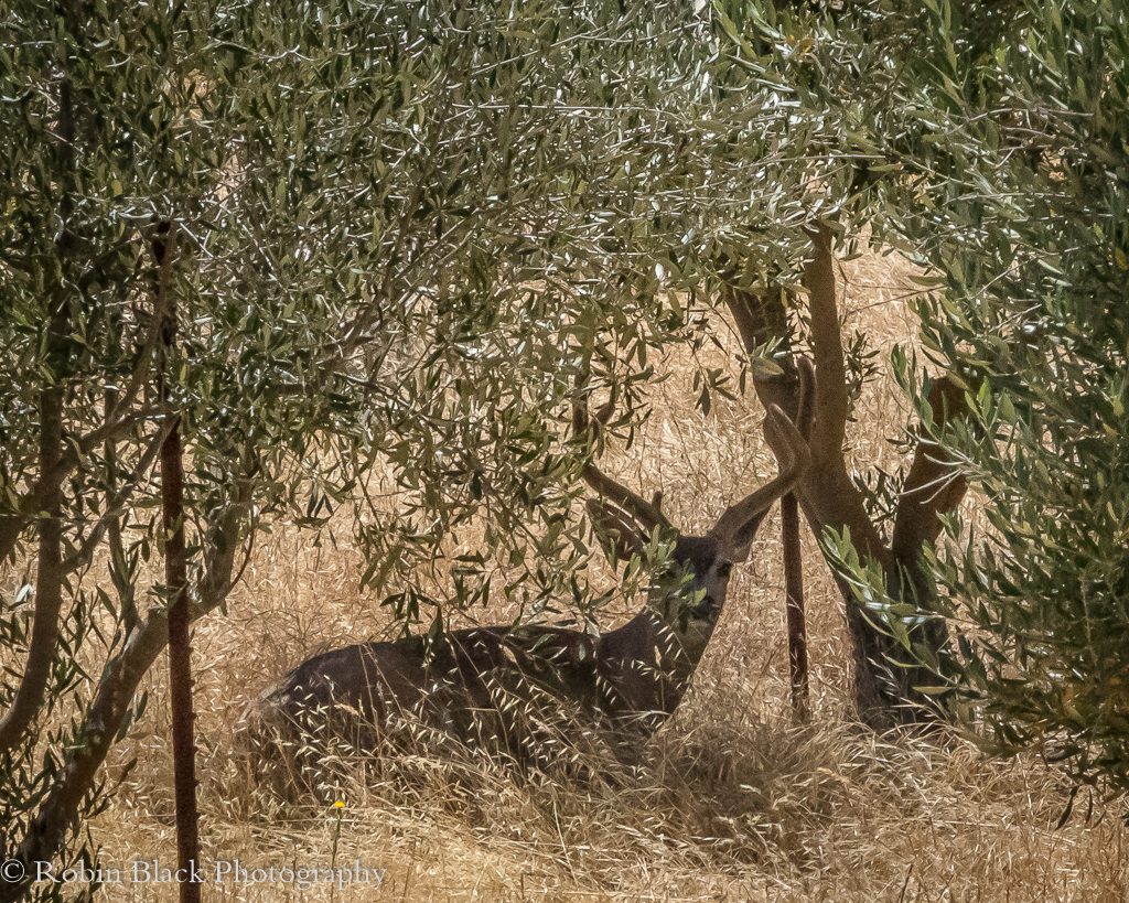 A deer rests under the olive trees at the San Marcos Road facility.