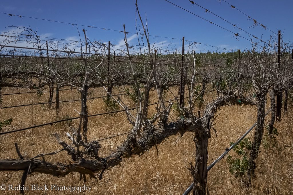 Vines Lost to Drought