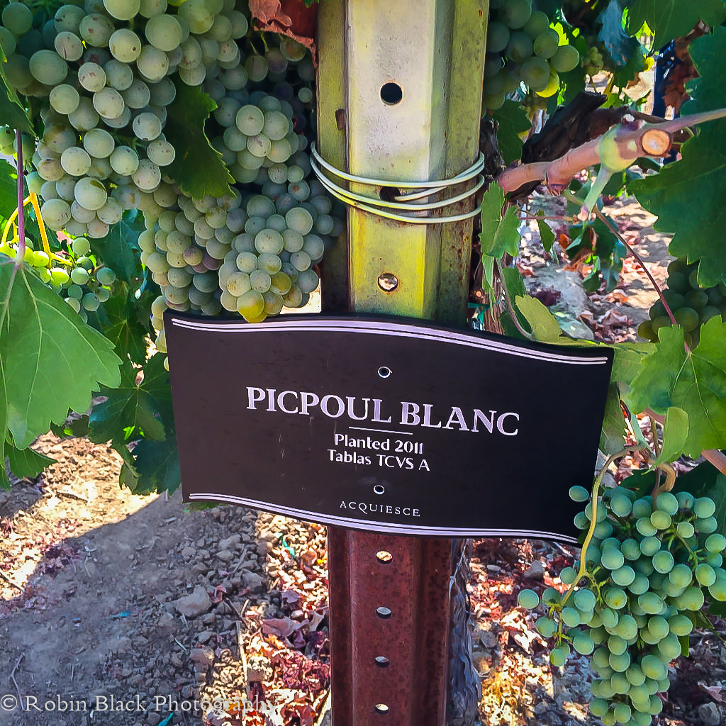 Picpoul Blanc berries in their pre-wine state
