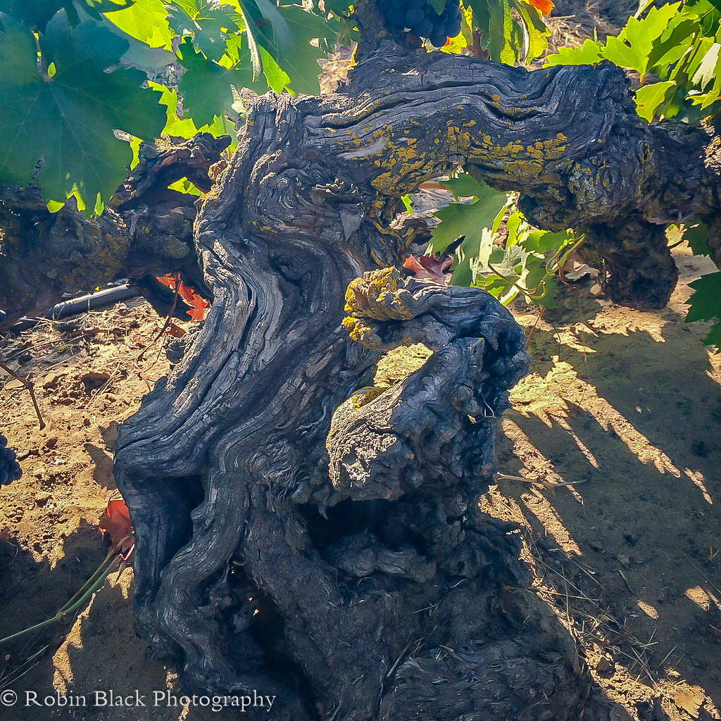 Gorgeously gnarly 112-year-old Zinfandel vines at Lizzy James Vineyard