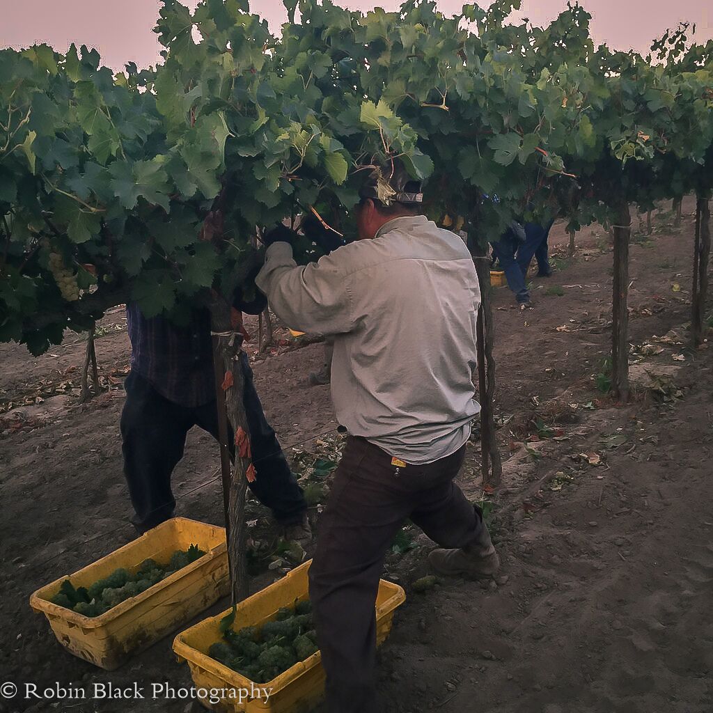 Pros putting us all to shame while they harvest Viognier at light speed