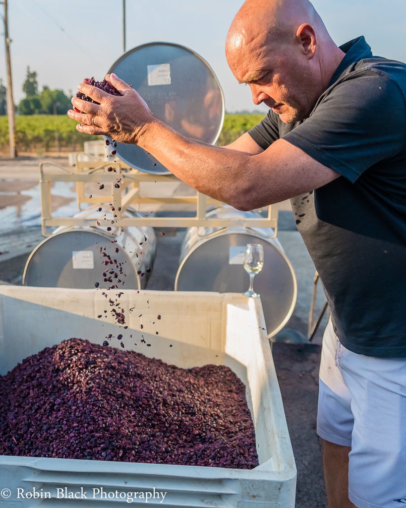 Winemaker Mike McCay checks out the spent grapes fresh out of the press