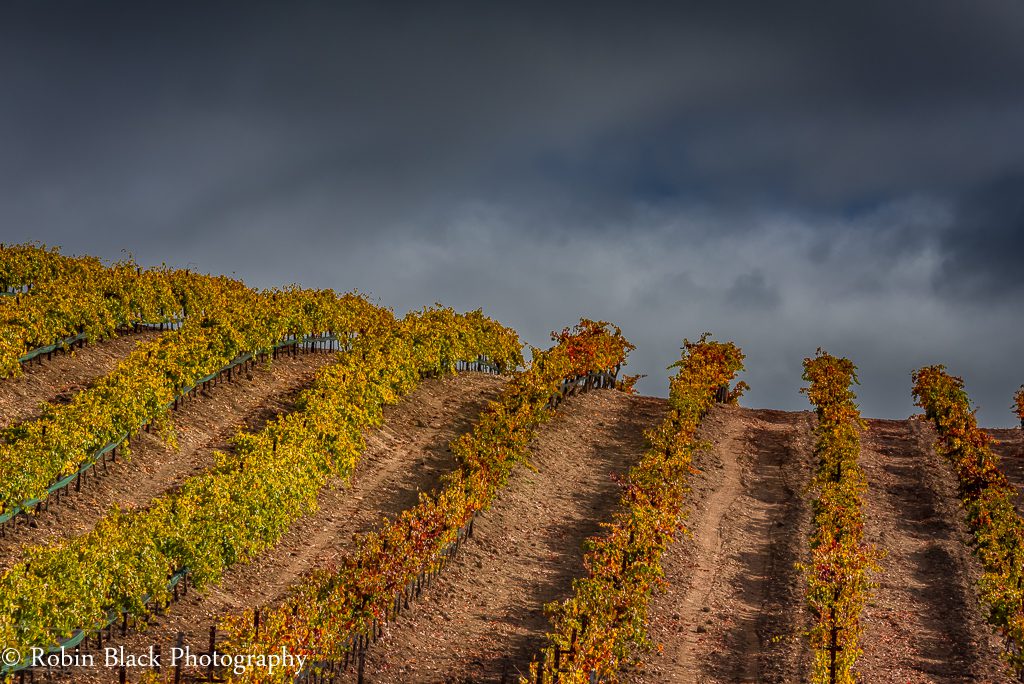 Moody skies over vine in their autumn attire in west Paso Robles