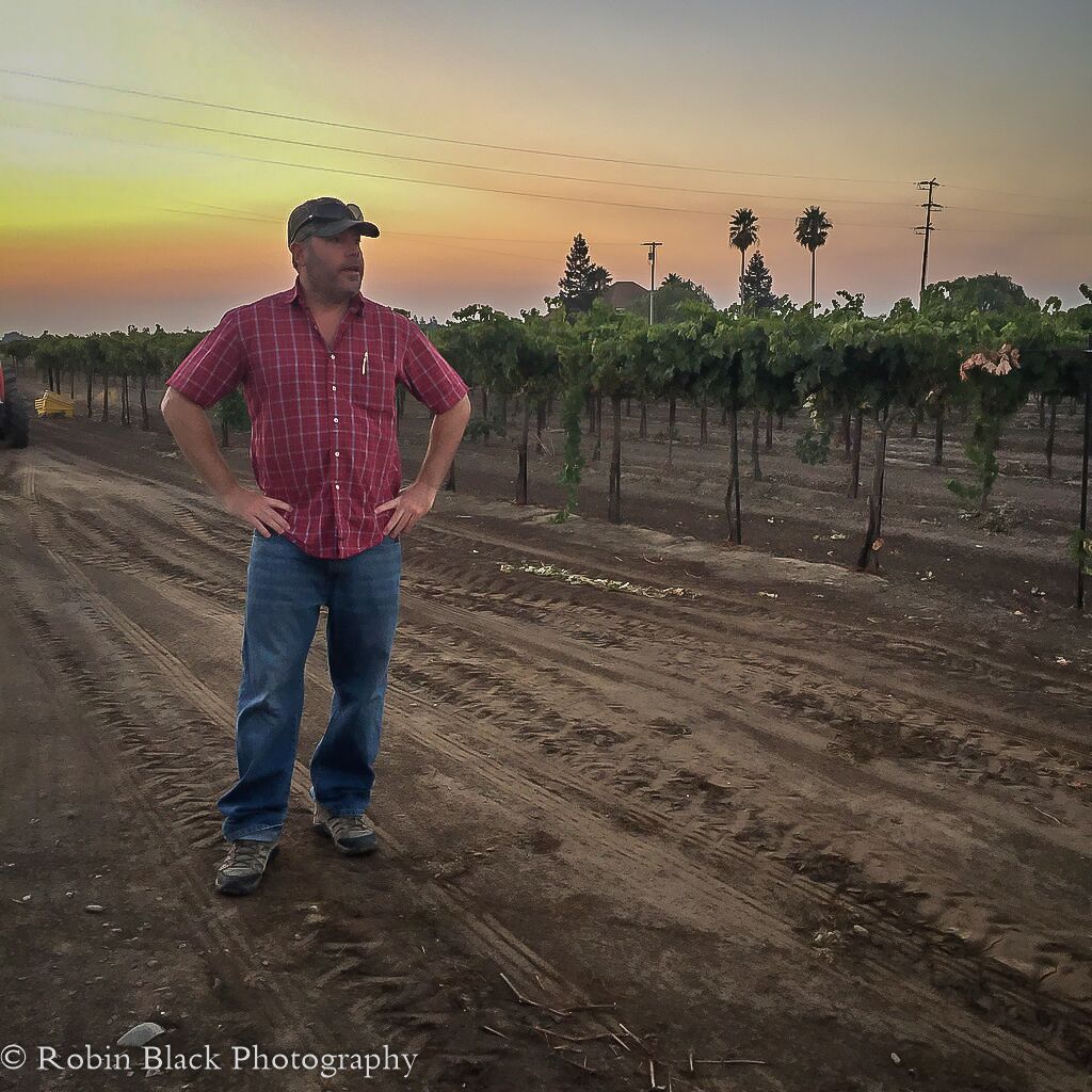 Kevin Phillips overseeing harvest at dawn at Michael David's estate.
