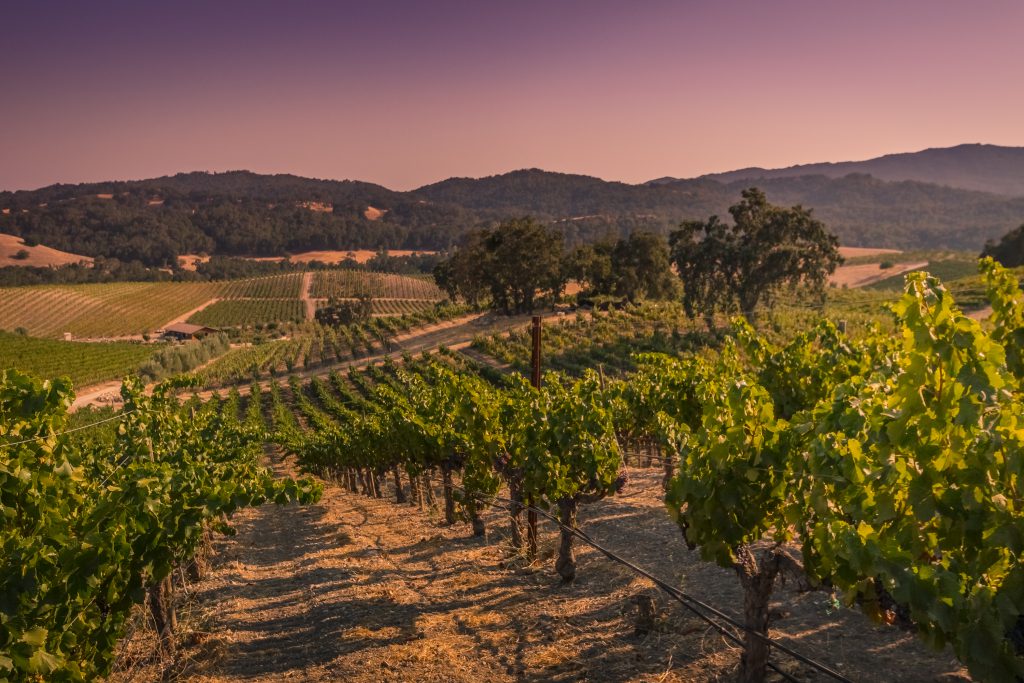 Evening light on Tablas Creek vineyard in the rolling, chaparral-covered hills of west Paso Robles.