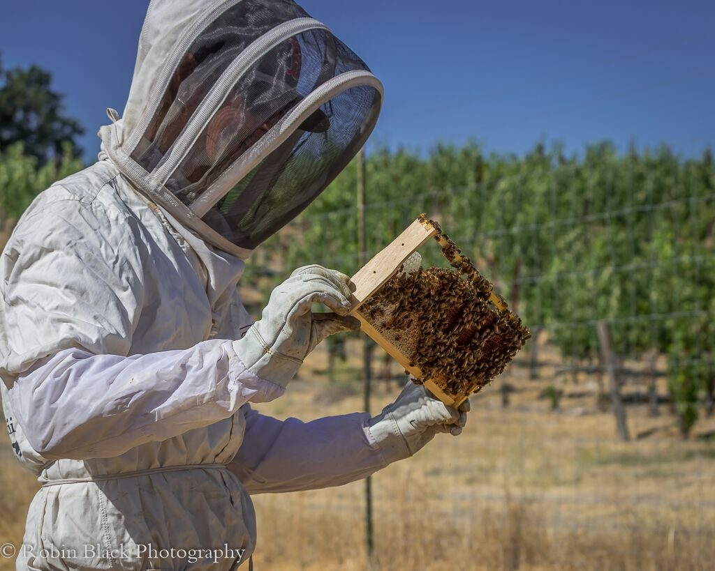 Viticulturist Jordan Lonborg checks on the Tablas bee hives.