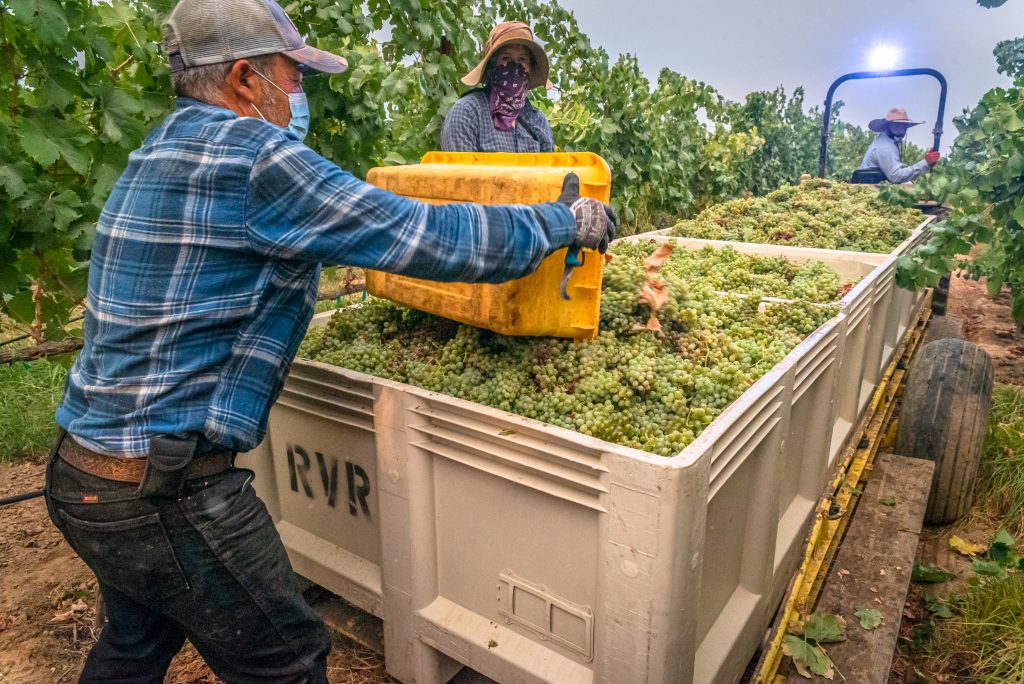 harvesting winegrapes